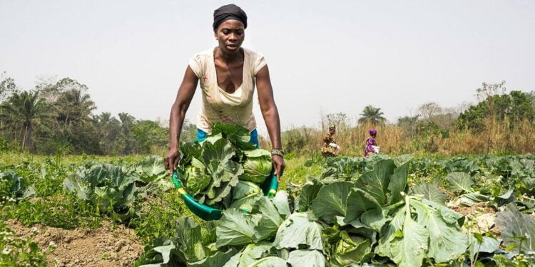 L’ONU plaide pour l’accès des femmes à l’égalité dans les systèmes agroalimentaires
