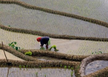 Les prix des denrées alimentaires augmentent pour la première fois en un an