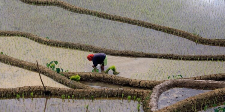Les prix des denrées alimentaires augmentent pour la première fois en un an
