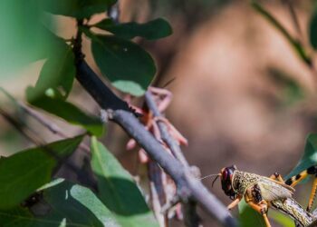 Santé des végétaux : la FAO invite à préserver les plantes en réfléchissant avant de cliquer