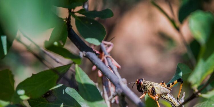 Santé des végétaux : la FAO invite à préserver les plantes en réfléchissant avant de cliquer