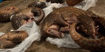 Trafic et braconnage : qui pour sauver le pangolin d’extinction ?