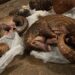 Trafic et braconnage : qui pour sauver le pangolin d’extinction ?