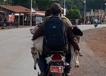 Vers la Tabaski à Boké: des vendeurs de moutons s’exposent aux accidents 