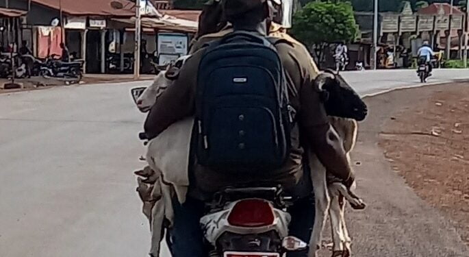 Vers la Tabaski à Boké: des vendeurs de moutons s’exposent aux accidents 