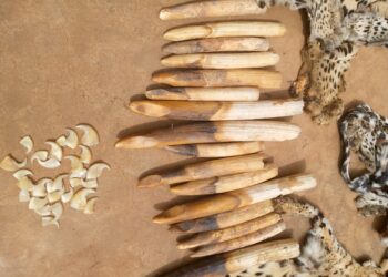 Commerce illicite des pièces d’espèces protégées : les croyances de la médecine chinoise donnent l’ampleur au trafic