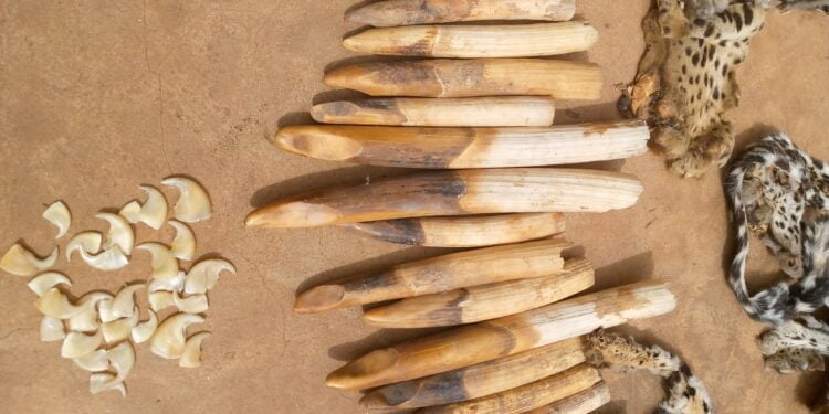 Commerce illicite des pièces d’espèces protégées : les croyances de la médecine chinoise donnent l’ampleur au trafic