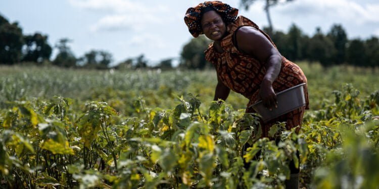 Côte d’Ivoire : la Banque africaine de développement veut renforcer le développement des infrastructures et des chaînes de valeur industrielles et agricoles pour la période 2023-2028