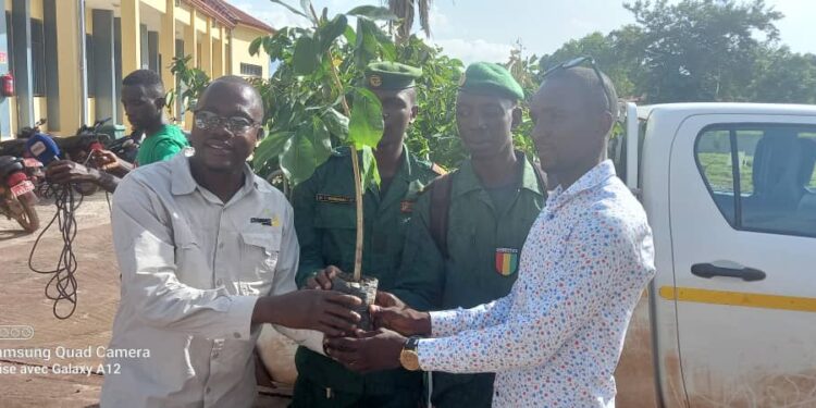 Boké-Campagne de reboisement 2023: Le Réseau Environnement Bauxite (REB) offre 400 plants à l’IREDD