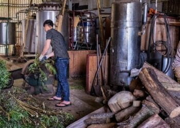 L’OMS propose de mieux intégrer les médecines traditionnelles dans les systèmes de santé