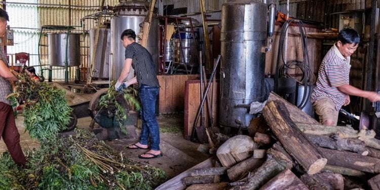 L’OMS propose de mieux intégrer les médecines traditionnelles dans les systèmes de santé