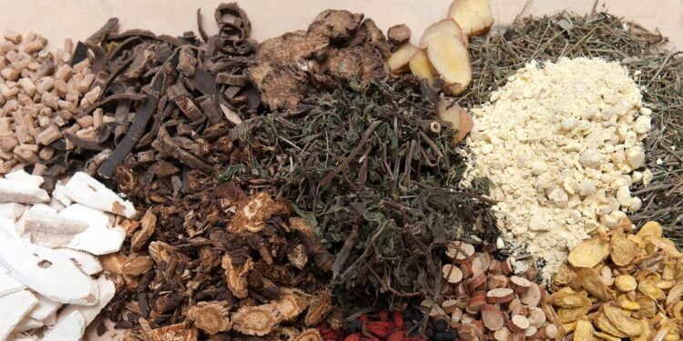 En Inde, un Sommet de l’OMS aboutit à des engagements en faveur de la médecine traditionnelle