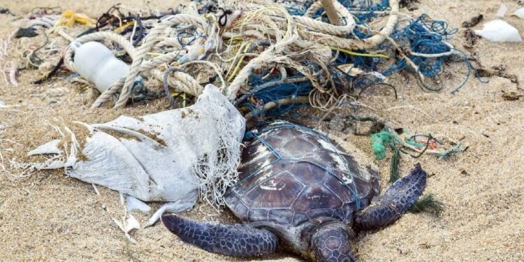 TOGO : Les tortues marines victimes de trafic illicite, plus de milliers de capture par an