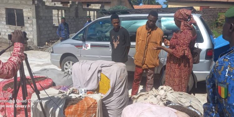 Boké-Insecurité: L’escadron de la Gendarmerie mobile présente 240kg du chanvre indien à la presse
