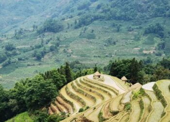L’indice des prix alimentaires recule en août malgré la hausse du riz et du sucre
