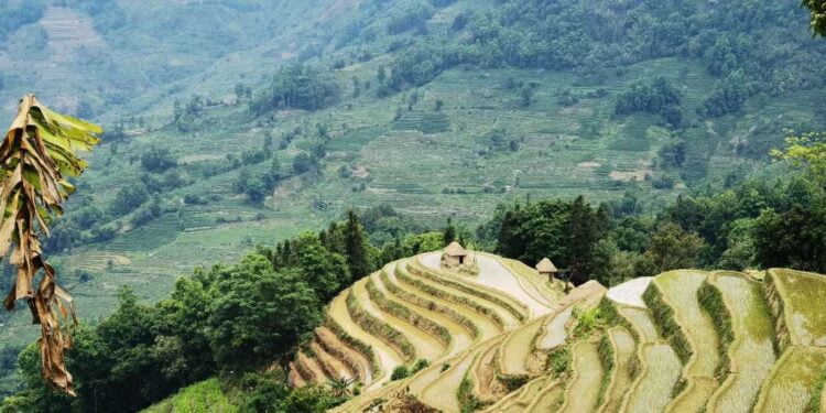 L’indice des prix alimentaires recule en août malgré la hausse du riz et du sucre