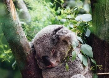 Les sites du patrimoine mondial de l’UNESCO jouent un rôle vital pour la protection de la biodiversité