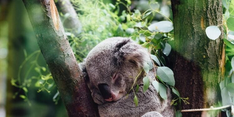 Les sites du patrimoine mondial de l’UNESCO jouent un rôle vital pour la protection de la biodiversité