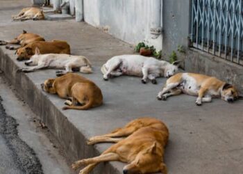 Boké-Elevage: Bientot la campagne de vaccination gratuite contre la rage (DRAE)