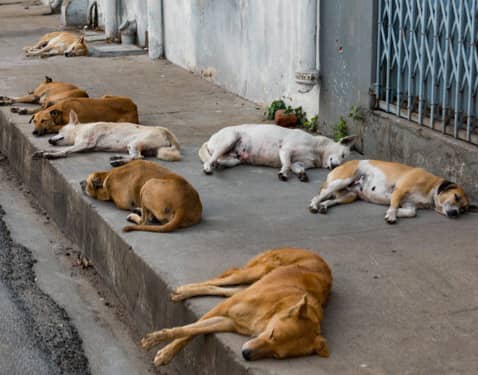 Boké-Elevage: Bientot la campagne de vaccination gratuite contre la rage (DRAE)
