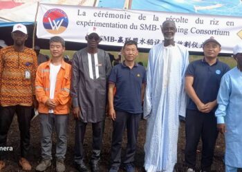 Boké-Agriculture: Le Consortium SMB-WINING lance la 2ème édition de la récolte du riz dans les champs du Corridor agricole ferroviaire Dapilon-Santou