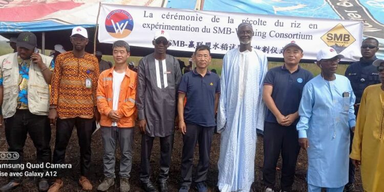 Boké-Agriculture: Le Consortium SMB-WINING lance la 2ème édition de la récolte du riz dans les champs du Corridor agricole ferroviaire Dapilon-Santou