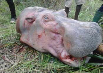 L’hippopotame, un décimât silencieux met l’espèce en danger d’extinction