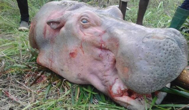 L’hippopotame, un décimât silencieux met l’espèce en danger d’extinction