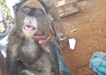 Commerce illégal des espèces sauvages protégées : les primates en danger critique d’extinction