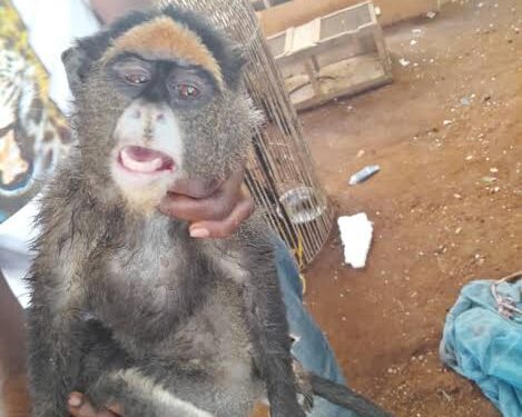Commerce illégal des espèces sauvages protégées : les primates en danger critique d’extinction
