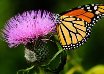 La biodiversité : Qu’est-ce que c’est et comment la protéger ?