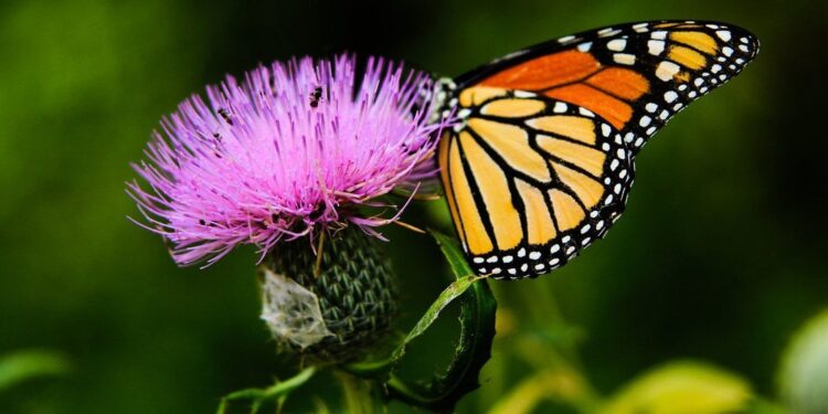 La biodiversité : Qu’est-ce que c’est et comment la protéger ?