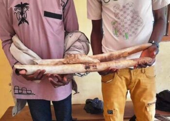 Deux trafiquants d’ivoire condamnés à un an de prison dont six mois de sursis, deux autres à soixante mois de prison ferme
