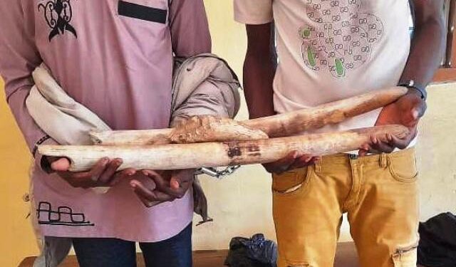 Deux trafiquants d’ivoire condamnés à un an de prison dont six mois de sursis, deux autres à soixante mois de prison ferme