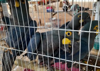 Trafic international d’espèces entièrement protégées : arrestation des trafiquants venant du Brésil aux larges du Togo