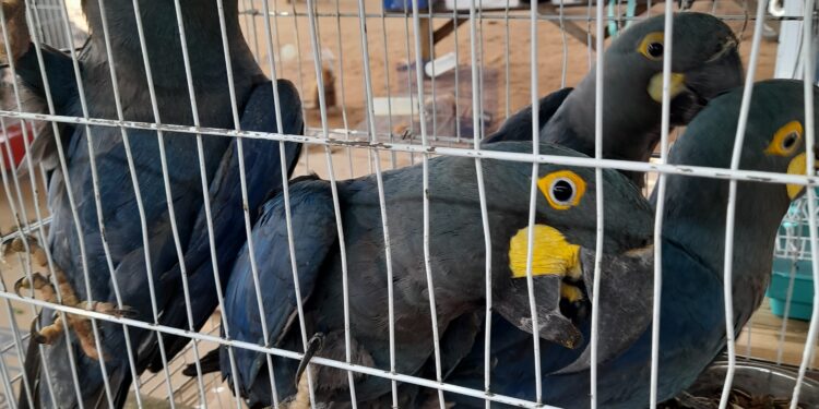 Trafic international d’espèces entièrement protégées : arrestation des trafiquants venant du Brésil aux larges du Togo