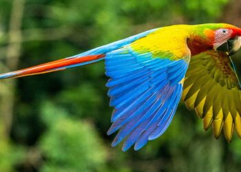 Appel à l’action et à des solutions à l’Assemblée des Nations Unies pour l’environnement