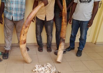 Trafic d’espèces protégées : quatre trafiquants d’ivoire arrêtés puis déférées à la prison civile de Lomé