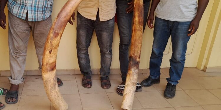 Trafic d’espèces protégées : quatre trafiquants d’ivoire arrêtés puis déférées à la prison civile de Lomé