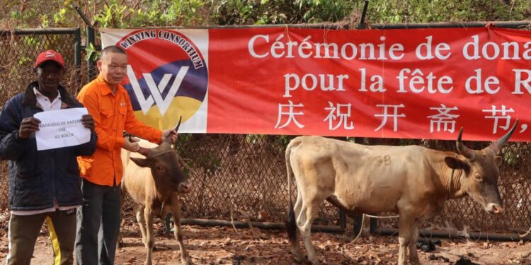 Vers la fête de Ramadan 2024: Le Consortium SMB-WINING distribue 209 boeufs aux populations de 240 villages de Boké et Télimélé