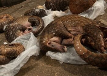 Trafic illicite d’espèces sauvages protégées : du pangolin à l’éléphant, le mythe de l’ivoire et des écailles