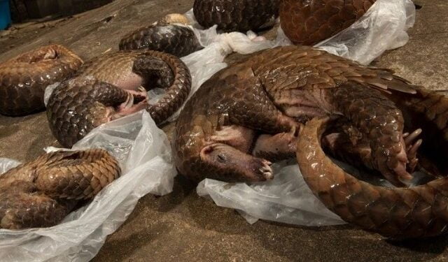 Trafic illicite d’espèces sauvages protégées : du pangolin à l’éléphant, le mythe de l’ivoire et des écailles