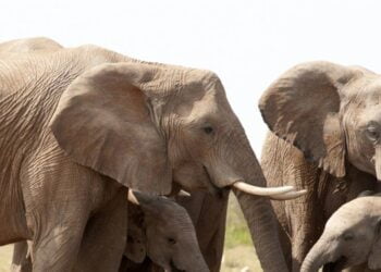 Le trafic d’espèces sauvages cause des dommages incalculables à la nature, selon l’ONU