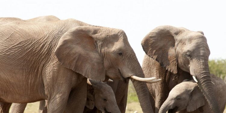Le trafic d’espèces sauvages cause des dommages incalculables à la nature, selon l’ONU
