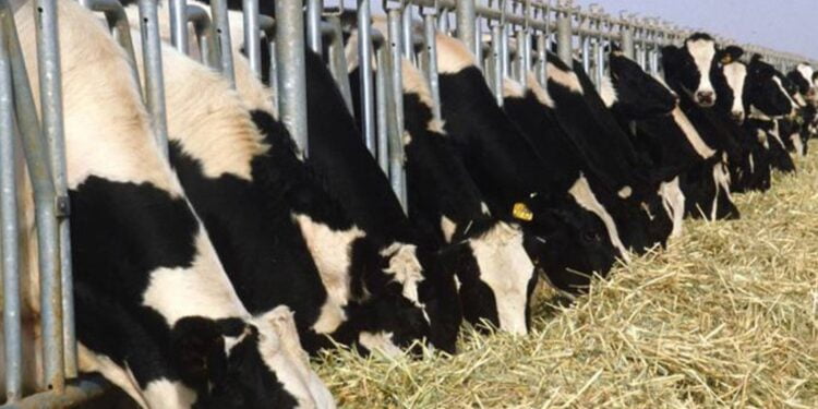 Grippe aviaire : l’OMS juge « faible » le risque global posé par le virus H5N1