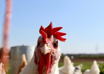 Aucun signe de propagation de la grippe aviaire H5N1 entre humains, selon le chef de l’OMS