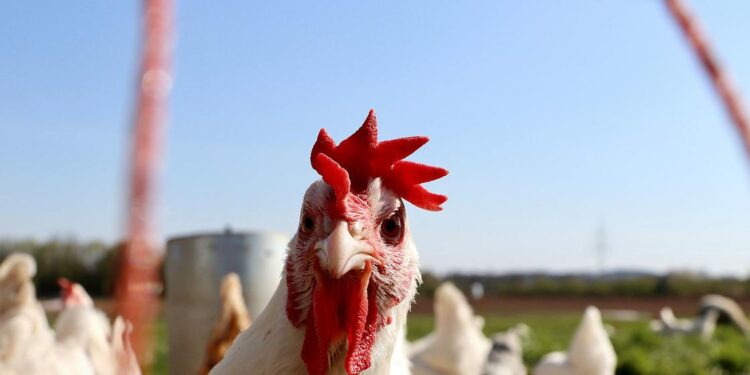 Aucun signe de propagation de la grippe aviaire H5N1 entre humains, selon le chef de l’OMS