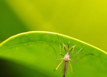 L’OMS préqualifie un nouveau vaccin contre la dengue