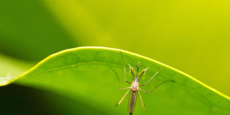 L’OMS préqualifie un nouveau vaccin contre la dengue