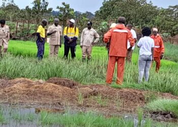 Boké-Agriculture: Le Groupe UMS marque le pas dans la filière rizicole pour l’autonomisation des communautés de Katougouma